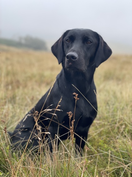 Hvalpe, labrador hvalpe, markprøvehunde, jagthund