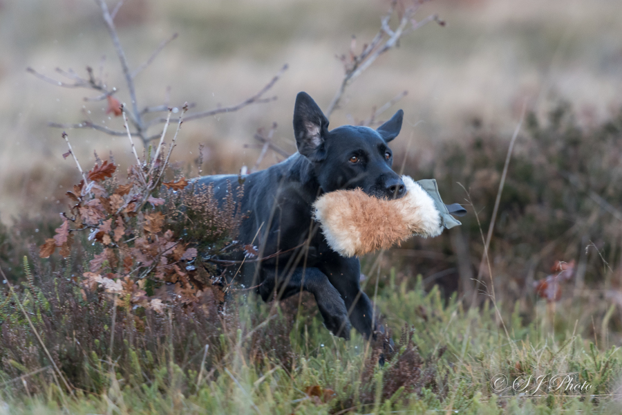 Barckley Anya, labrador, jagthund