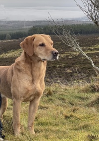 Craigmaddie Mufasa Of Bishopbrae, gul labrador, formel 1 labrador, ft lab, IGL, champion, Skotland, David Logan